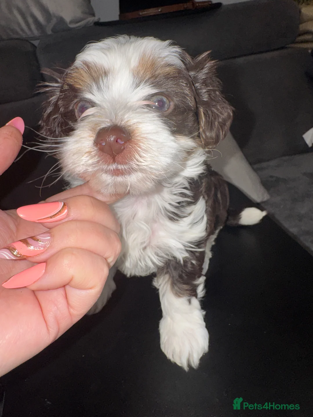 Yorkshire Terrier dogs for sale: Fluffy Little Princess Ready for HerForever Family - Advert 2