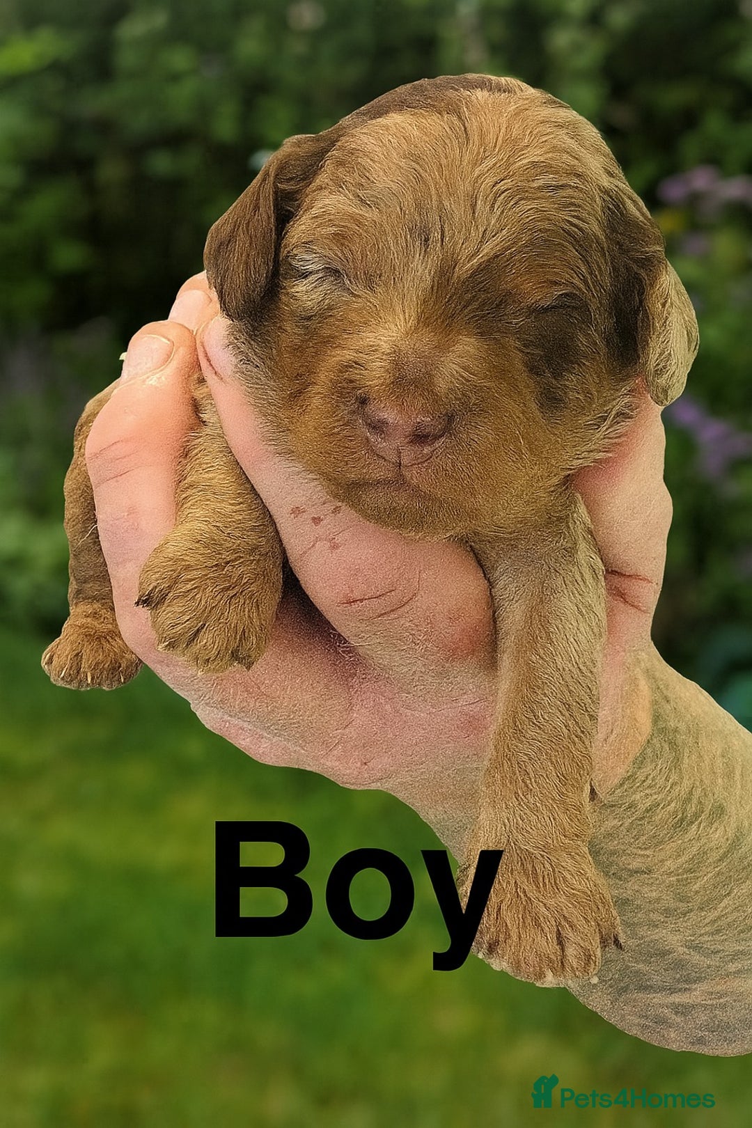 Cockapoo dogs for sale: DNA TESTED Cockapoo puppies, ready 22nd October  - Image 7