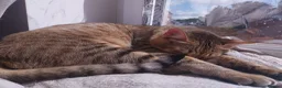 Savannah cats for sale: Archie  - Advert 5