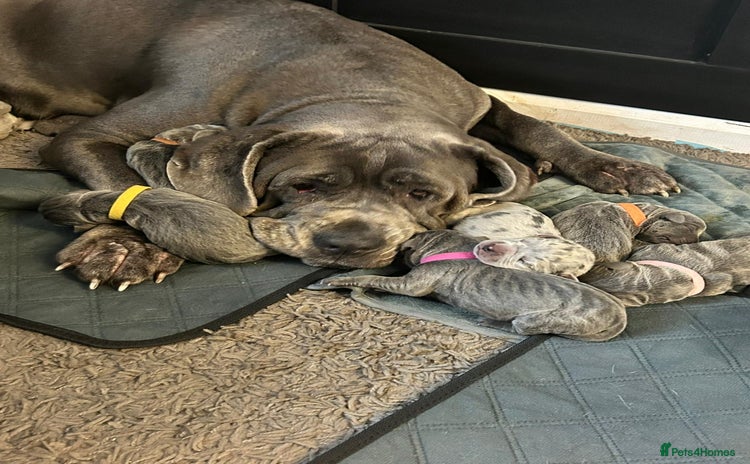Cane Corso dogs - Advert 3