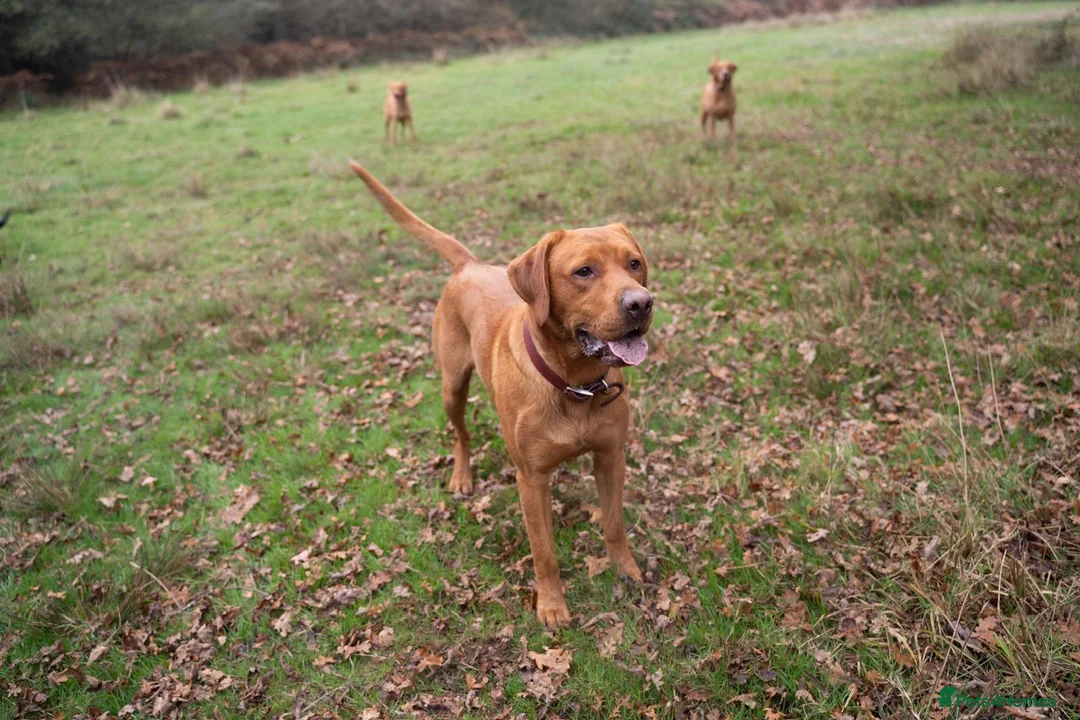Labrador Retriever dogs for stud: Stud for sale  in London - Advert 4