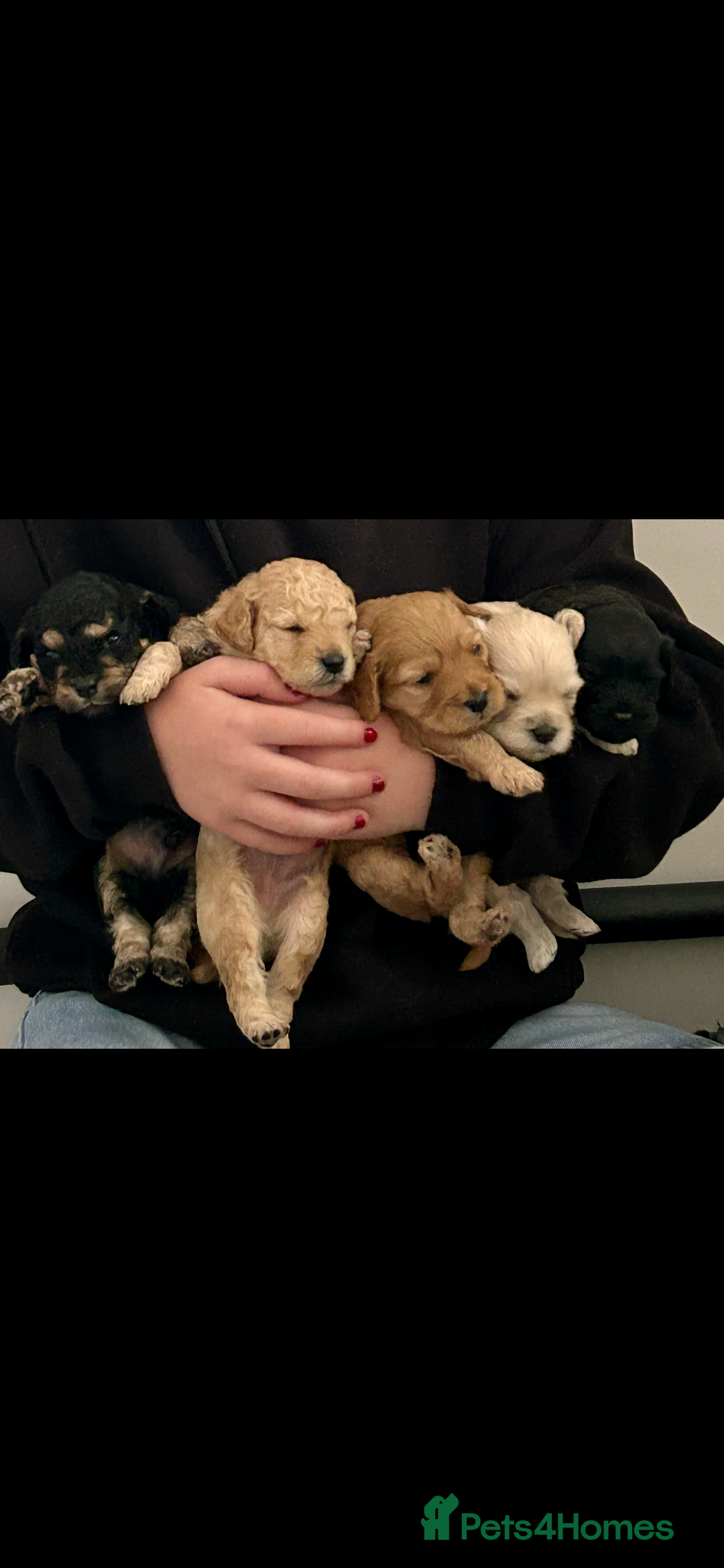 Cavapoochon dogs for sale: Male CavapoochonPuppy - Advert 10