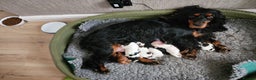 Cocker Spaniel dogs for sale: Show type unique markings cocker spaniel puppies  - Advert 37