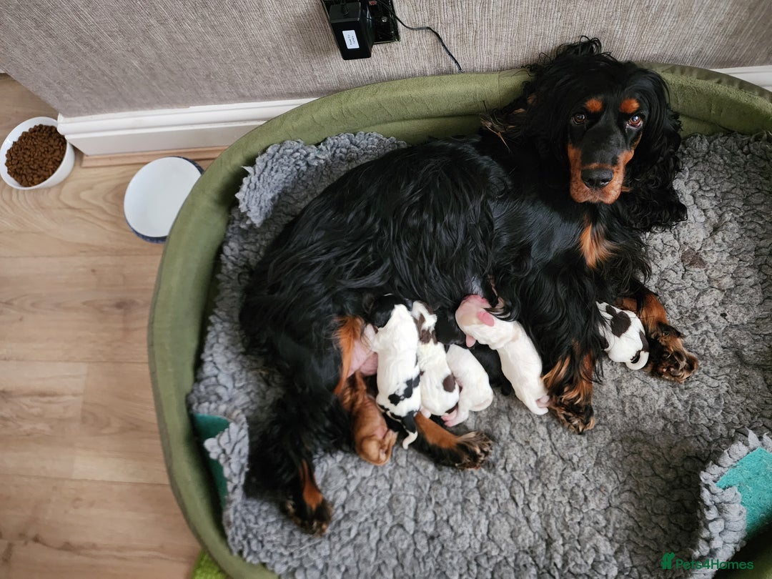 Cocker Spaniel dogs for sale: Show type unique markings cocker spaniel puppies  - Advert 37