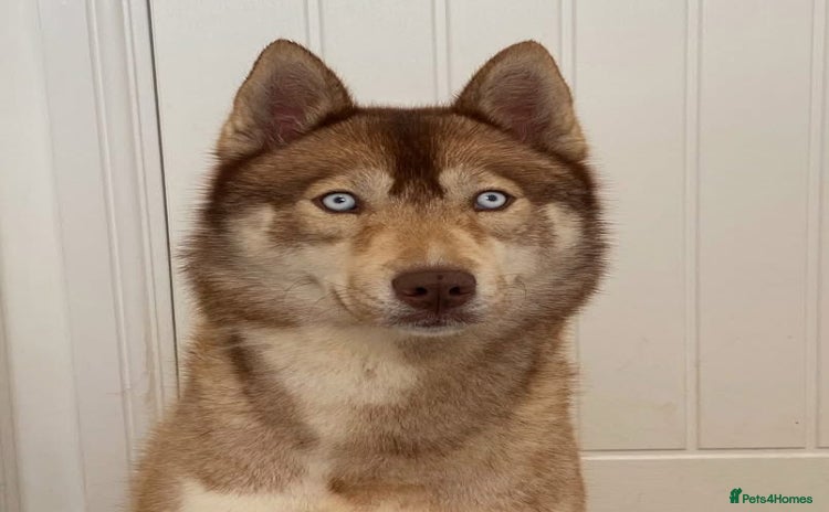 Siberian Husky dogs in Warwick - Advert 9
