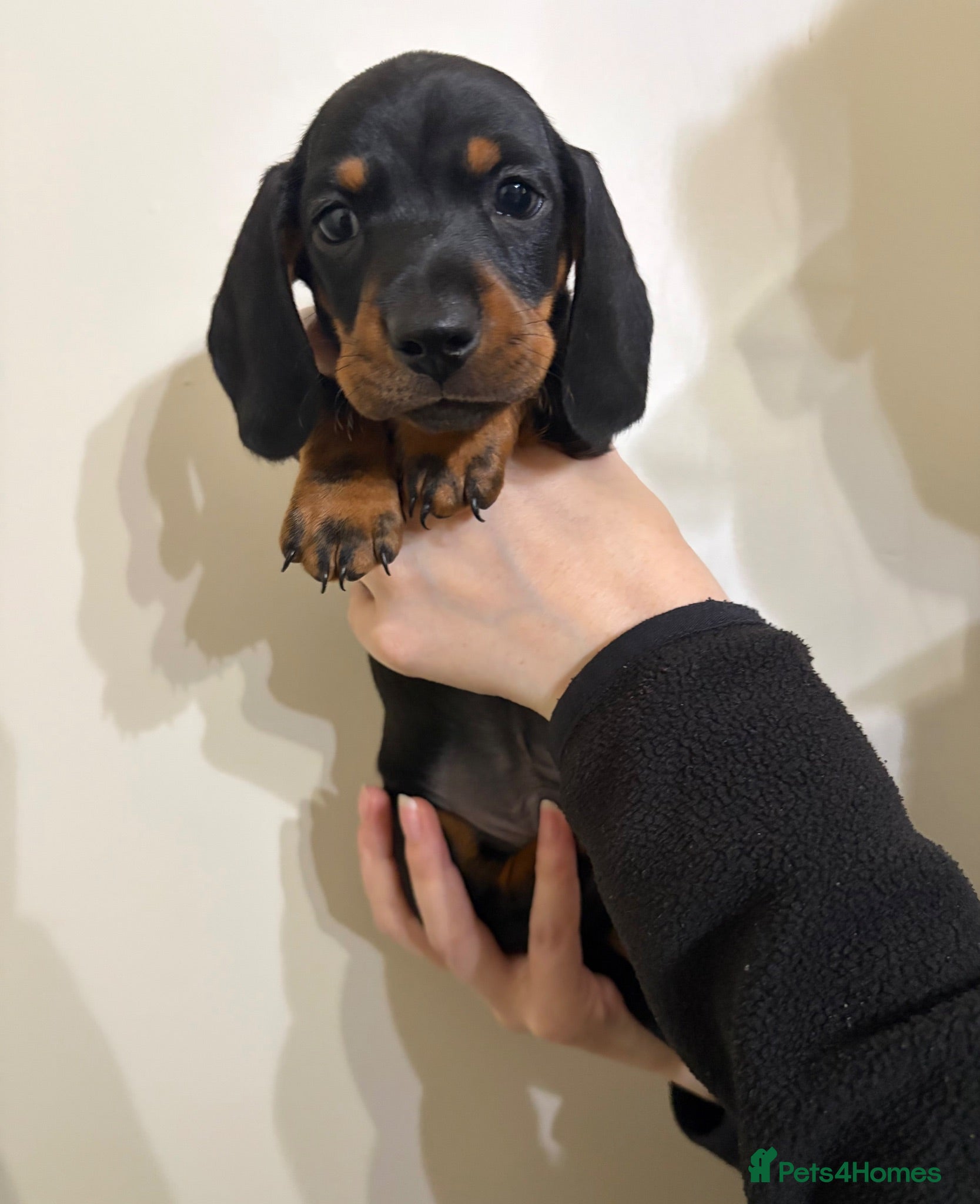 Miniature Dachshund dogs Miniature Dachshund Puppy  - Advert 6