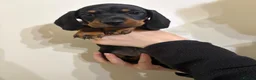 Miniature Dachshund dogs for sale: Miniature Dachshund Puppy  - Advert 1