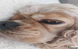 American Cocker Spaniel dogs for sale: Kc reg buff girl - Advert 1