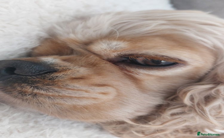 American Cocker Spaniel dogs Kc reg buff girl - Advert 11