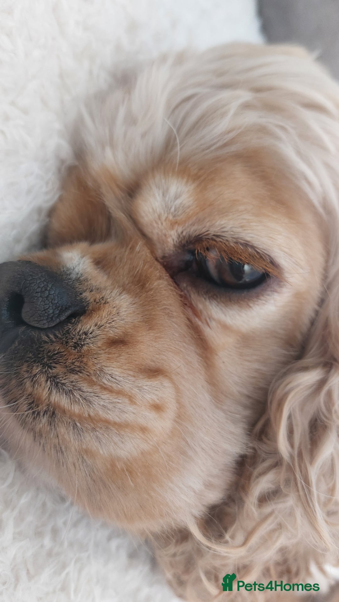 American Cocker Spaniel dogs for sale: Kc reg buff girl - Advert 1