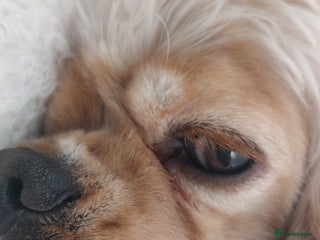 American Cocker Spaniel dogs Kc reg buff girl - Advert 5