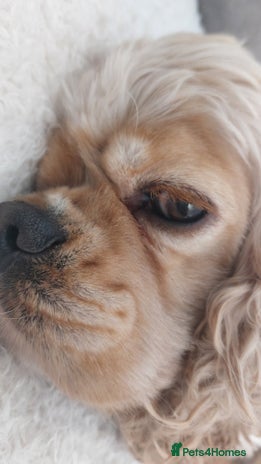 American Cocker Spaniel dogs Kc reg buff girl - Advert 1