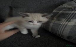 Ragdoll cats for sale: Part bred ragdolls  - Image 7