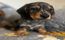 Miniature Dachshund dogs for sale: Miniature dachshund  - Image 2