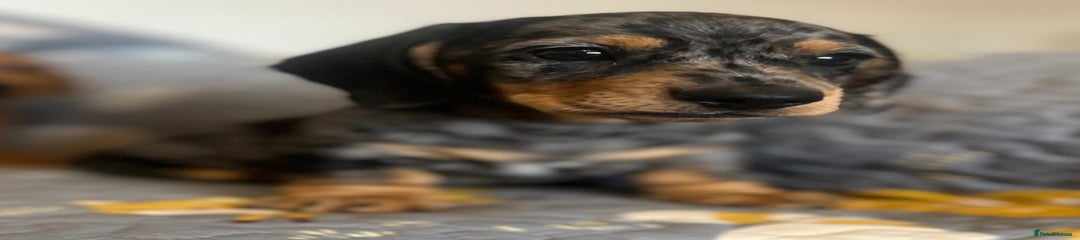 Miniature Dachshund Puppy 1