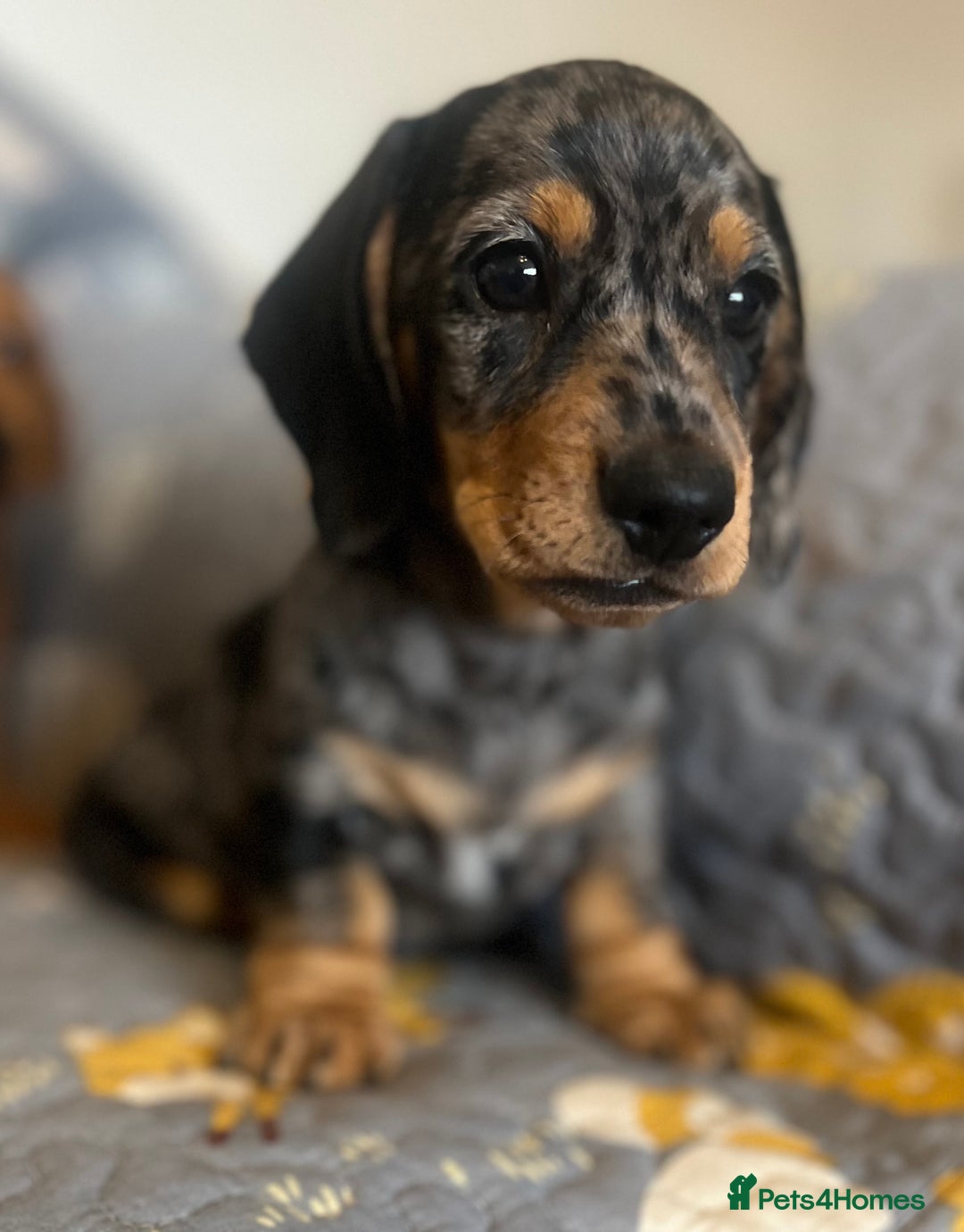 Miniature Dachshund dogs for sale: Miniature dachshund  - Image 2
