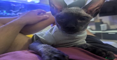 British Shorthair cats - Advert 2