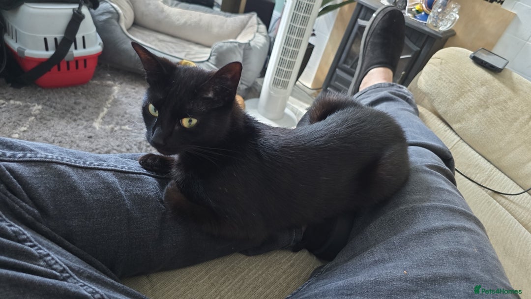 Domestic Shorthair cats for sale: 2 Adult Cats (1 male/1 female). FREE TO GOOD HOME - Image 5