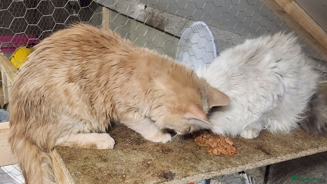 Siberian cats for sale: Pure Siberian kitten for sale - Advert 4