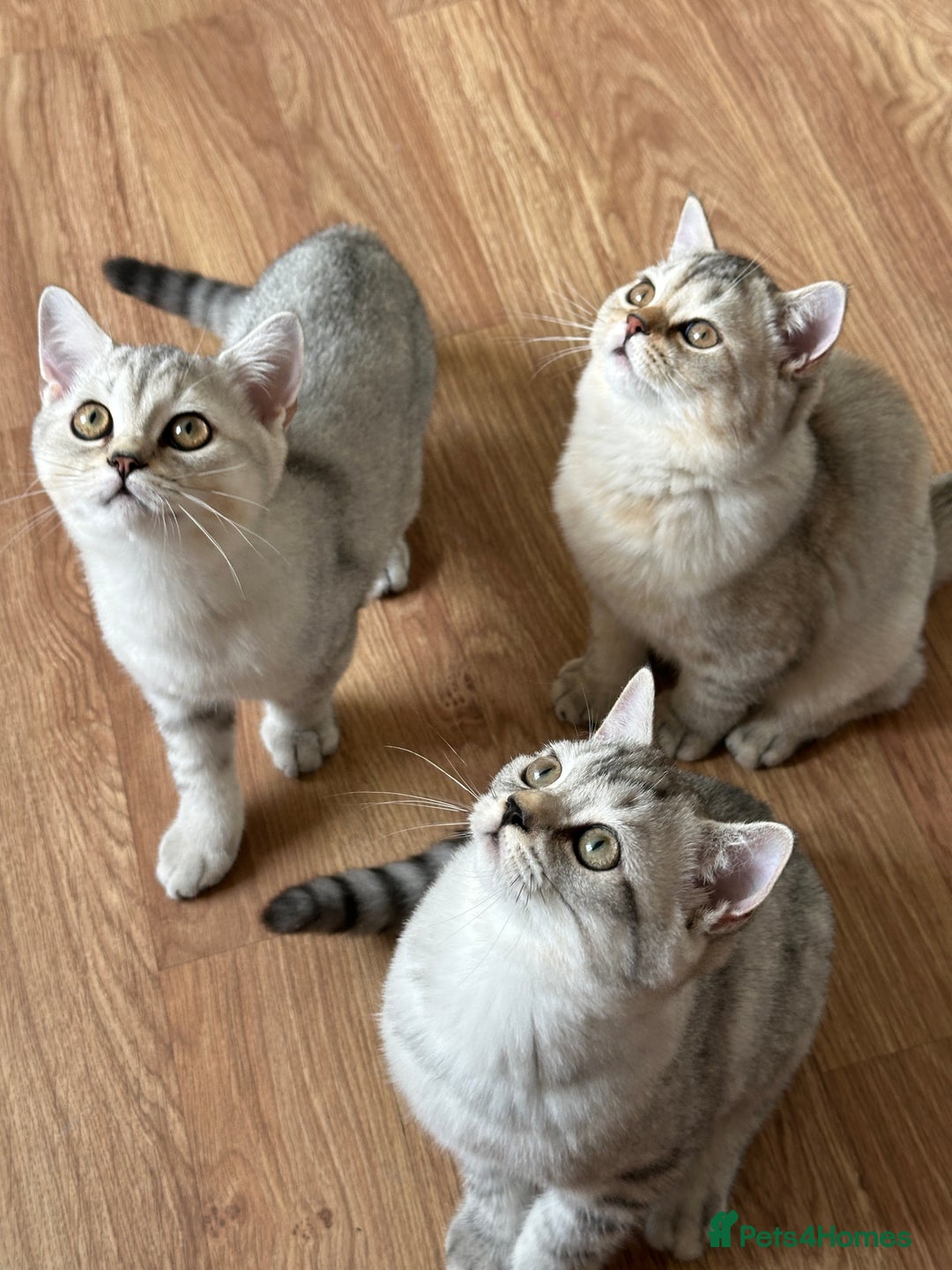 British Longhair cats for sale: Gorgeous British Longhair & Shorthair Kittens - Image 30