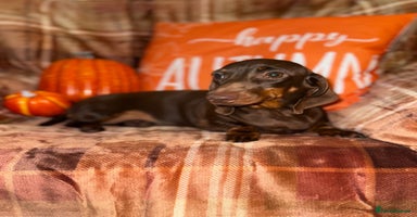 Miniature Dachshund dogs - Advert 8