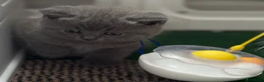 British Shorthair Kitten 3