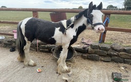Irish Cob horses for sale: beautiful bingo 😍 - Image 14