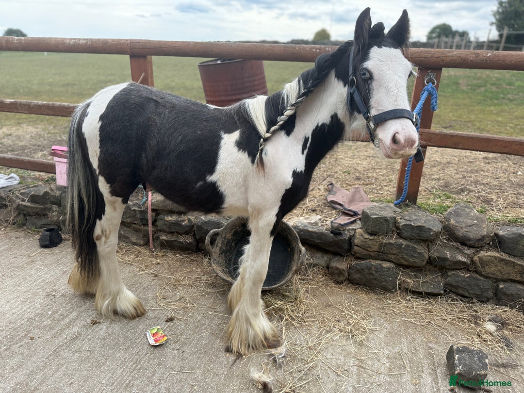 Irish Cob horses for sale: beautiful bingo 😍 - Image 14