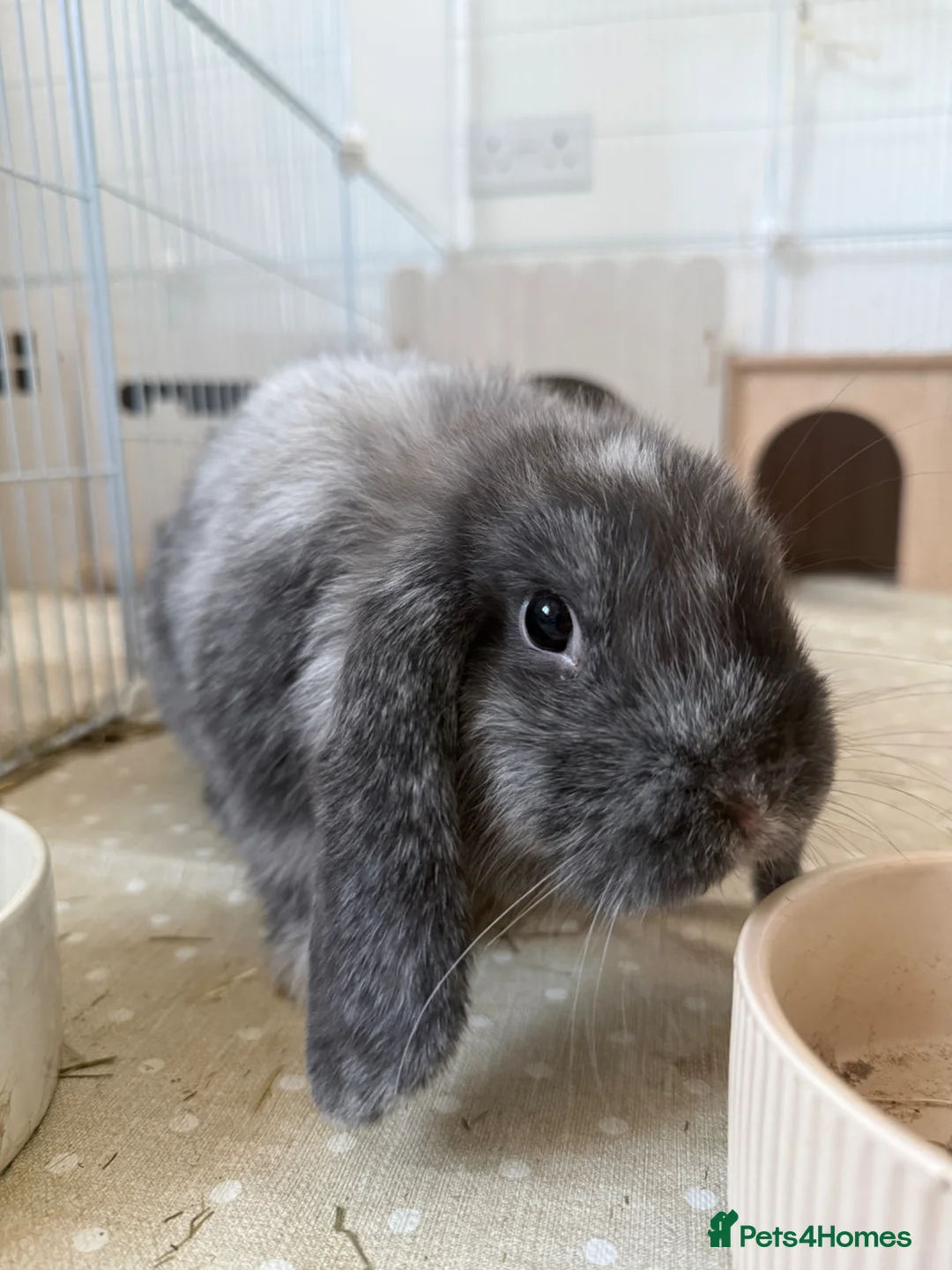 Mini Lop rabbits for sale: Mini lop bunny  - Advert 2