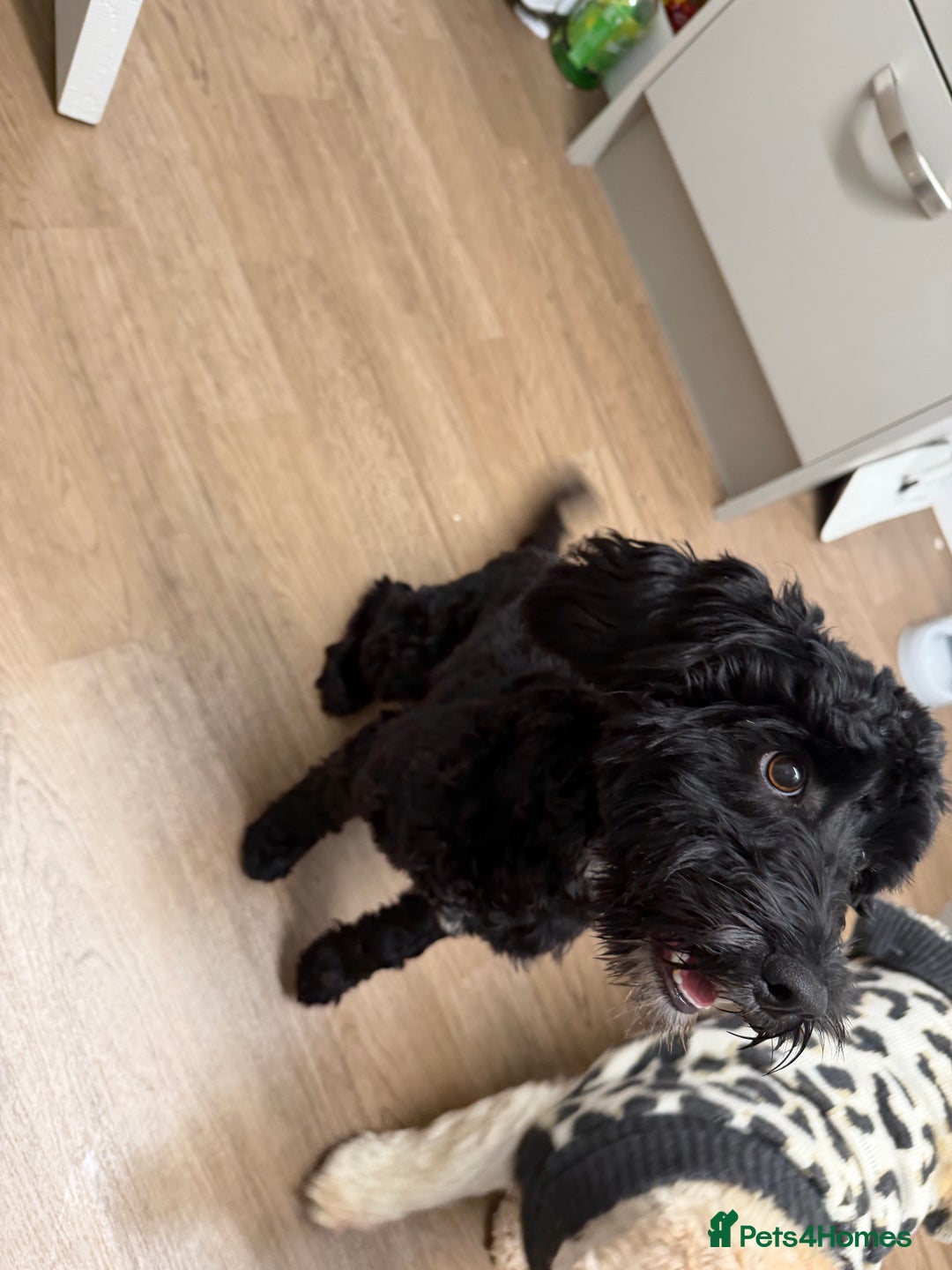 Cockapoo dogs for sale: 9 month old cockapoo femail - Advert 3