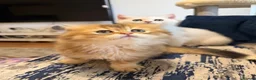 Scottish Fold cats for sale: Scottish Fold Kittens - Advert 4