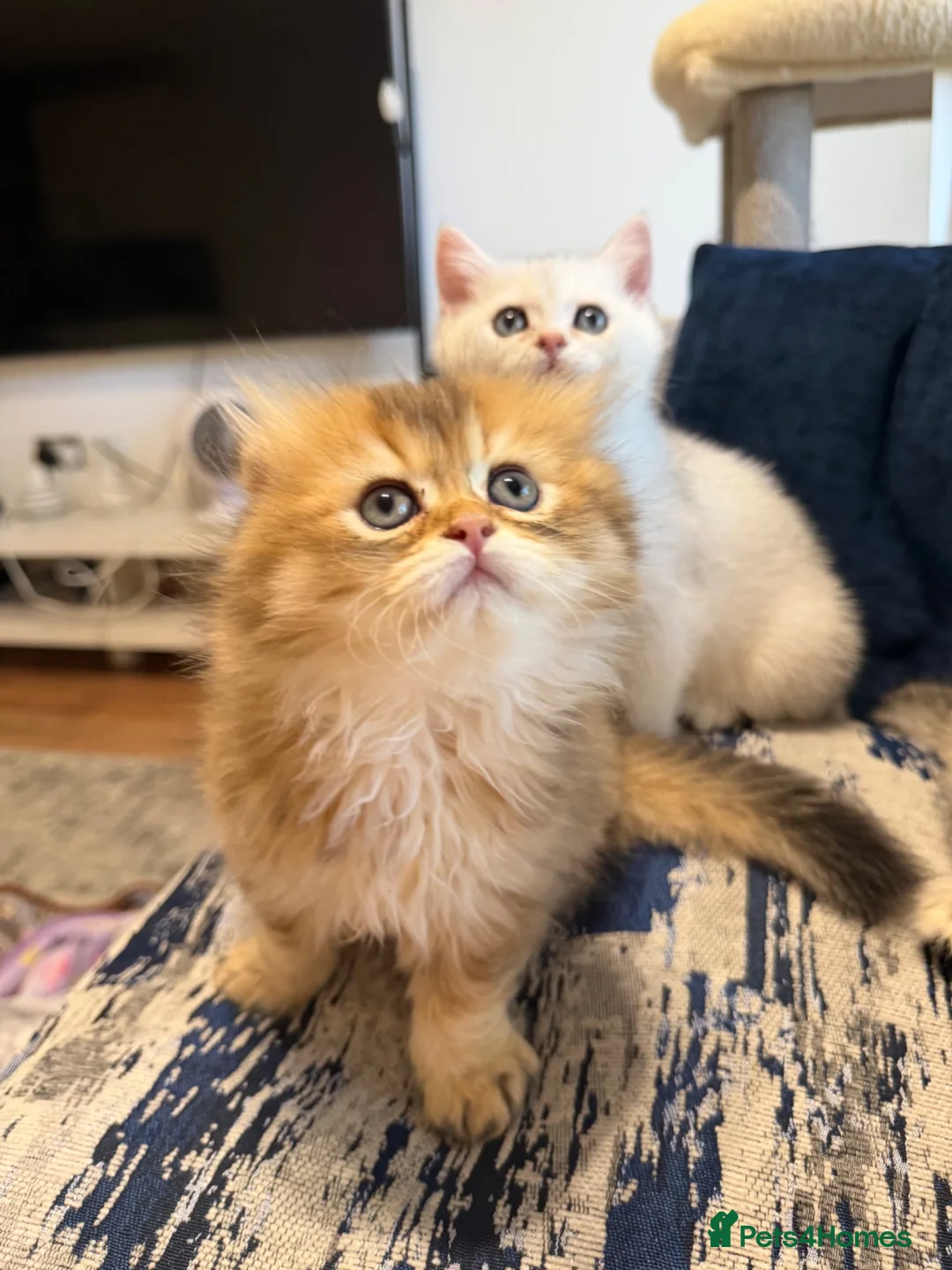 Scottish Fold cats for sale: Scottish Fold Kittens - Advert 4