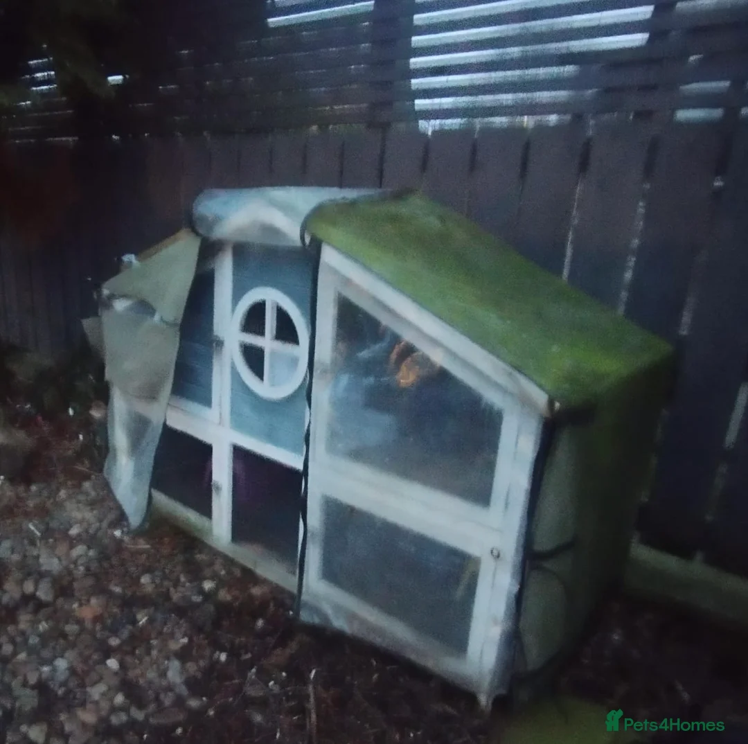 Ferret rodents for sale: Ferret with large home  in Richmond - Advert 9