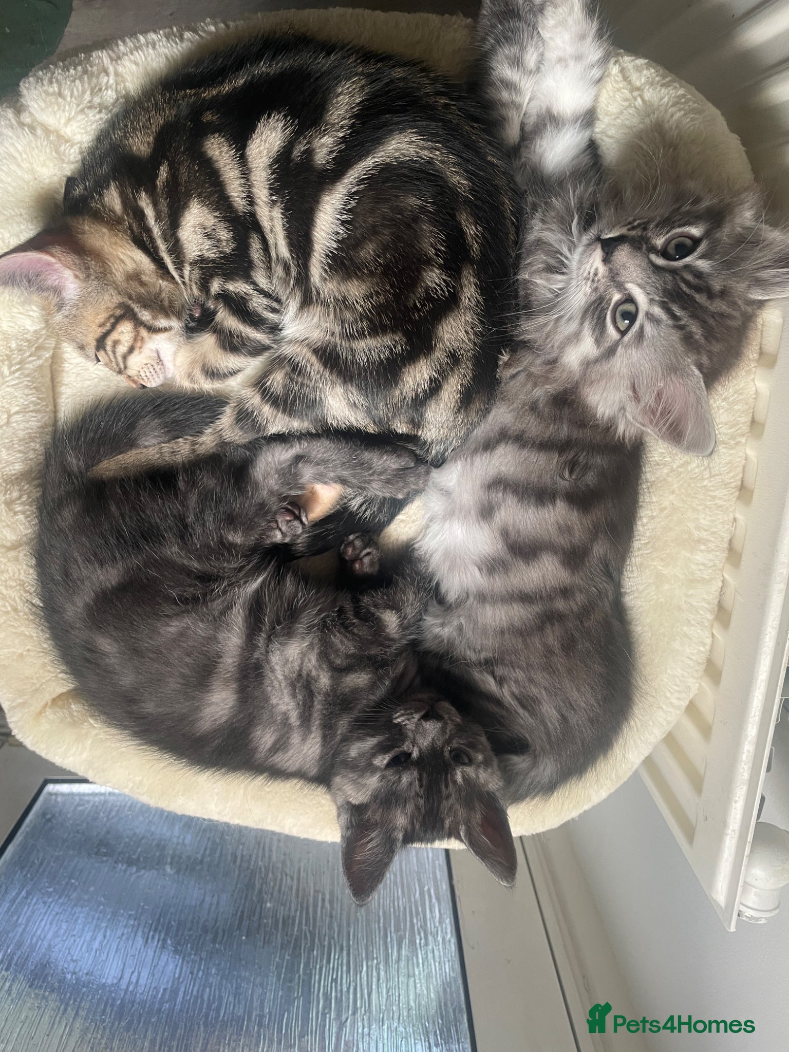 Mixed Breed cats Beautiful mixed kittens  - Advert 15