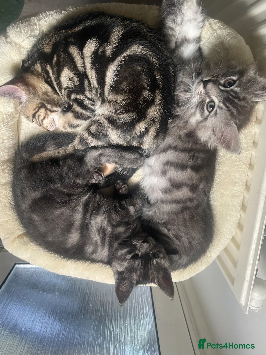 Mixed Breed cats for sale: Beautiful mixed kittens  in Grays - Advert 1