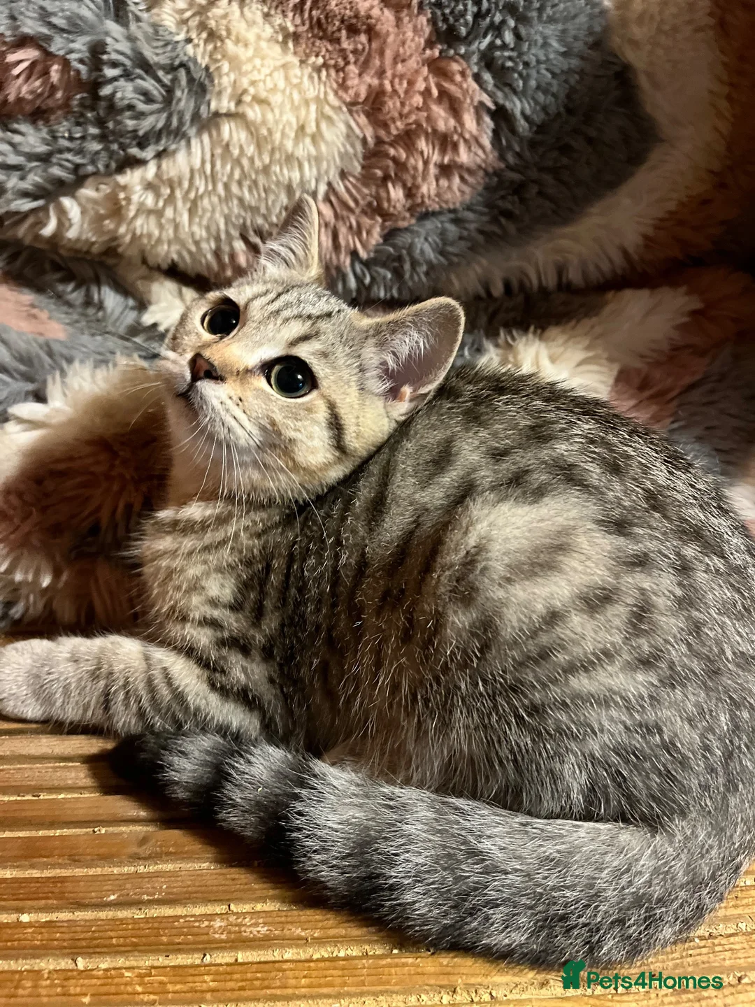 British Shorthair cats for sale: Gccf male British Shorthair kitten ready now  - Advert 1