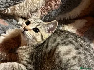 British Shorthair cats Gccf male British Shorthair kitten ready now - Advert 3