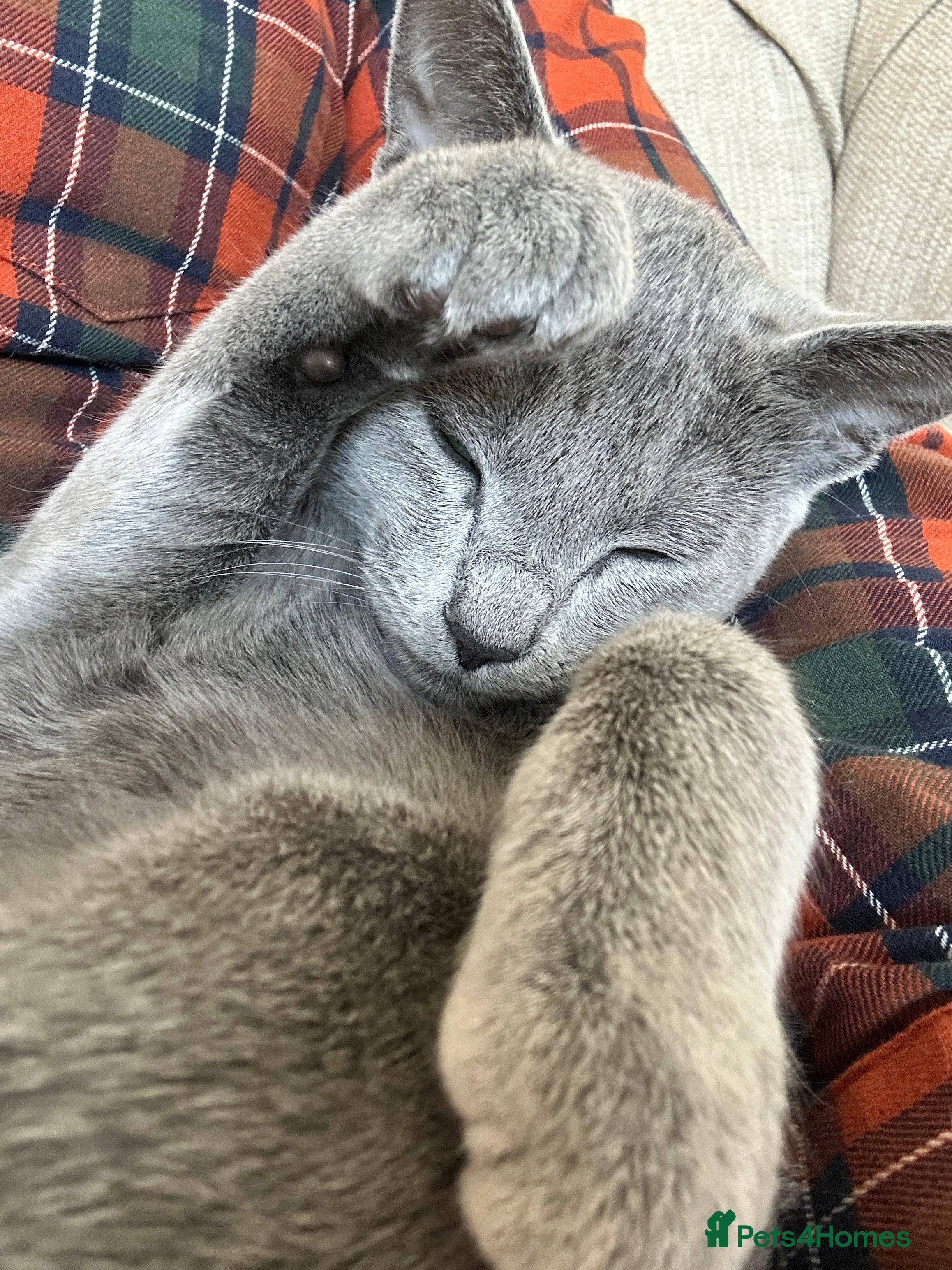 Russian Blue cats Russian Blue Female - Advert 1