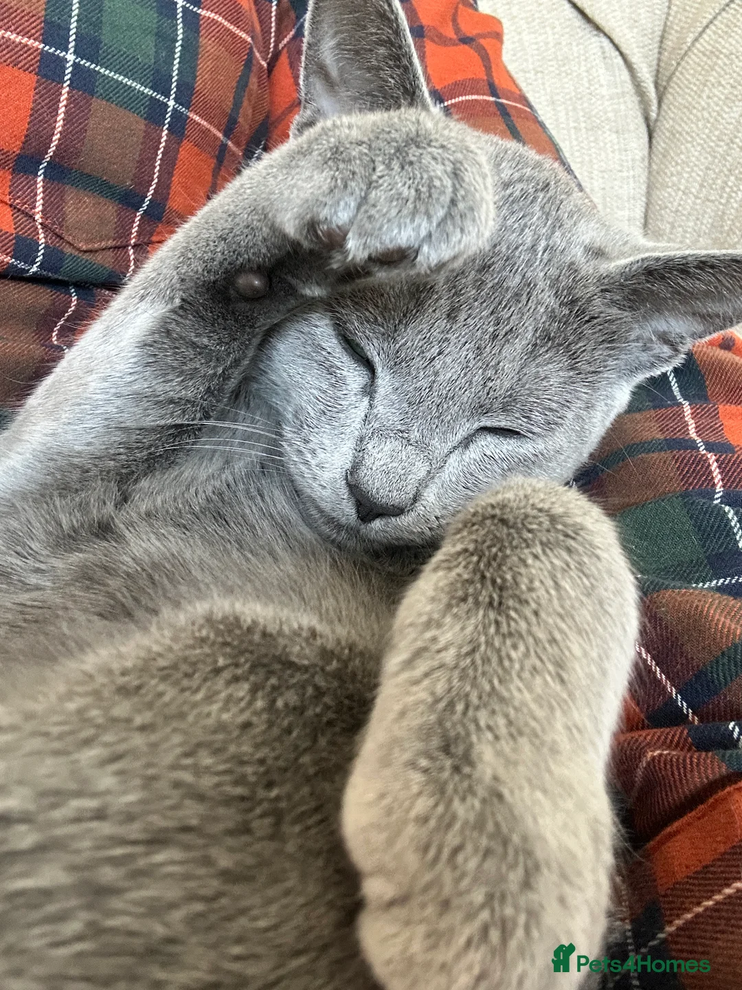 Russian Blue cats for sale: Russian Blue Female - Advert 1