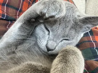 Russian Blue cats Russian Blue Female - Advert 1