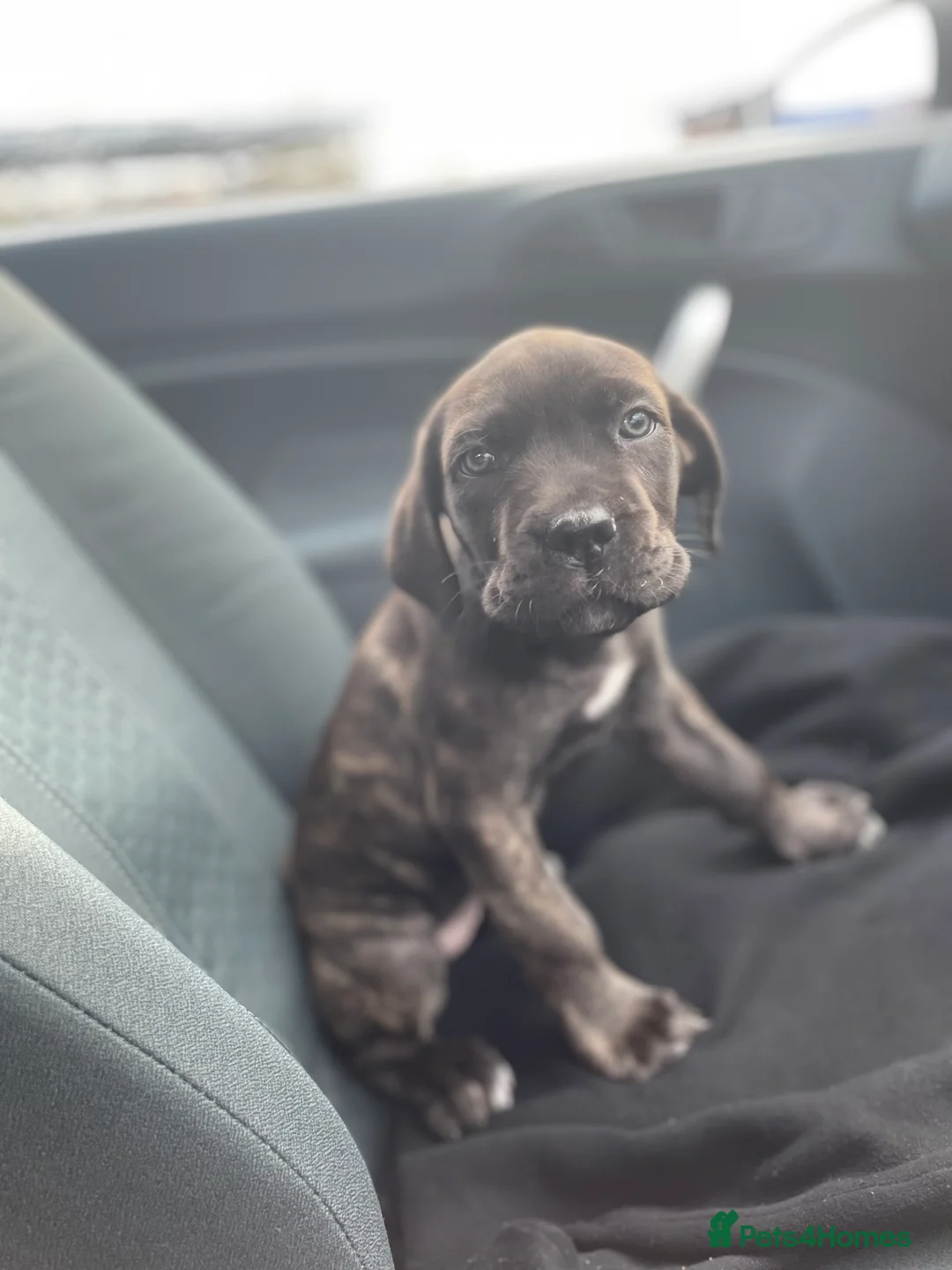 Mixed Breed dogs for sale: Angel the cane canario in Buckingham - Advert 6