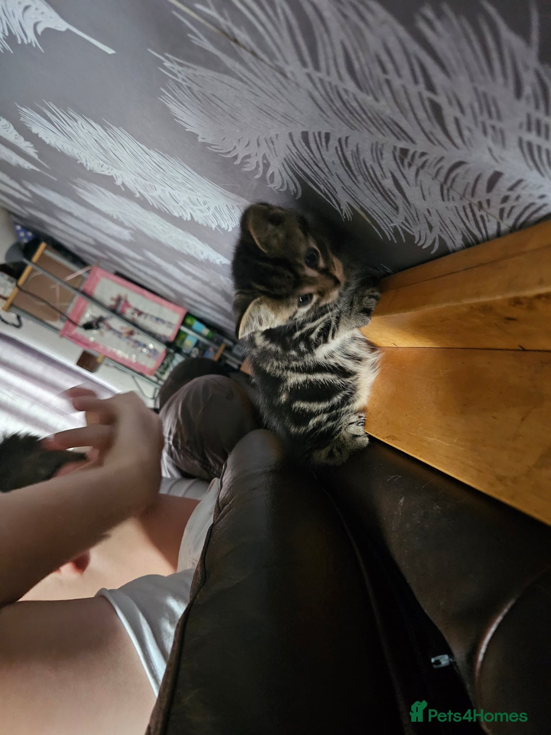 Mixed Breed cats for sale: Friendly Kittens. - Image 19