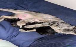 Domestic Shorthair cats for sale: kittens - Image 6