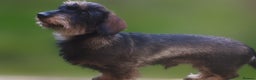 Miniature Dachshund dogs for sale: KC Miniature Wirehaired Dachshund ready now - Advert 4