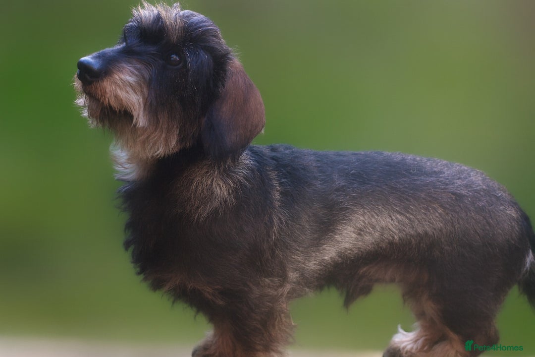 Miniature Dachshund dogs for sale: KC Miniature Wirehaired Dachshund ready now - Advert 4
