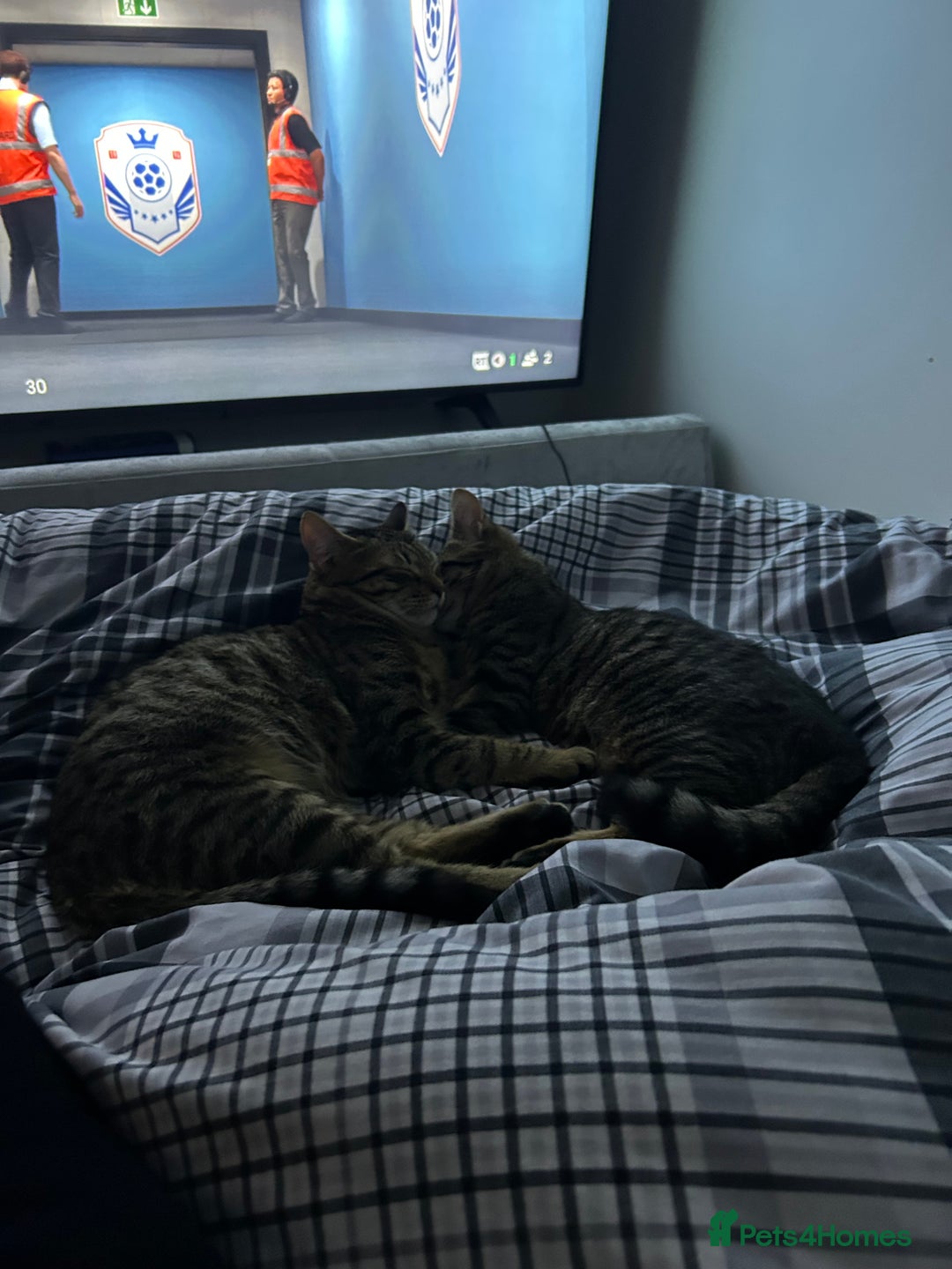 American Shorthair cats for sale: 2 beautiful tabbys  **  - Advert 5