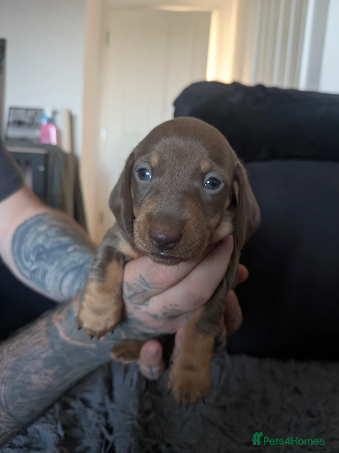 Dachshund dogs for sale: Dachshund puppies! - Advert 2