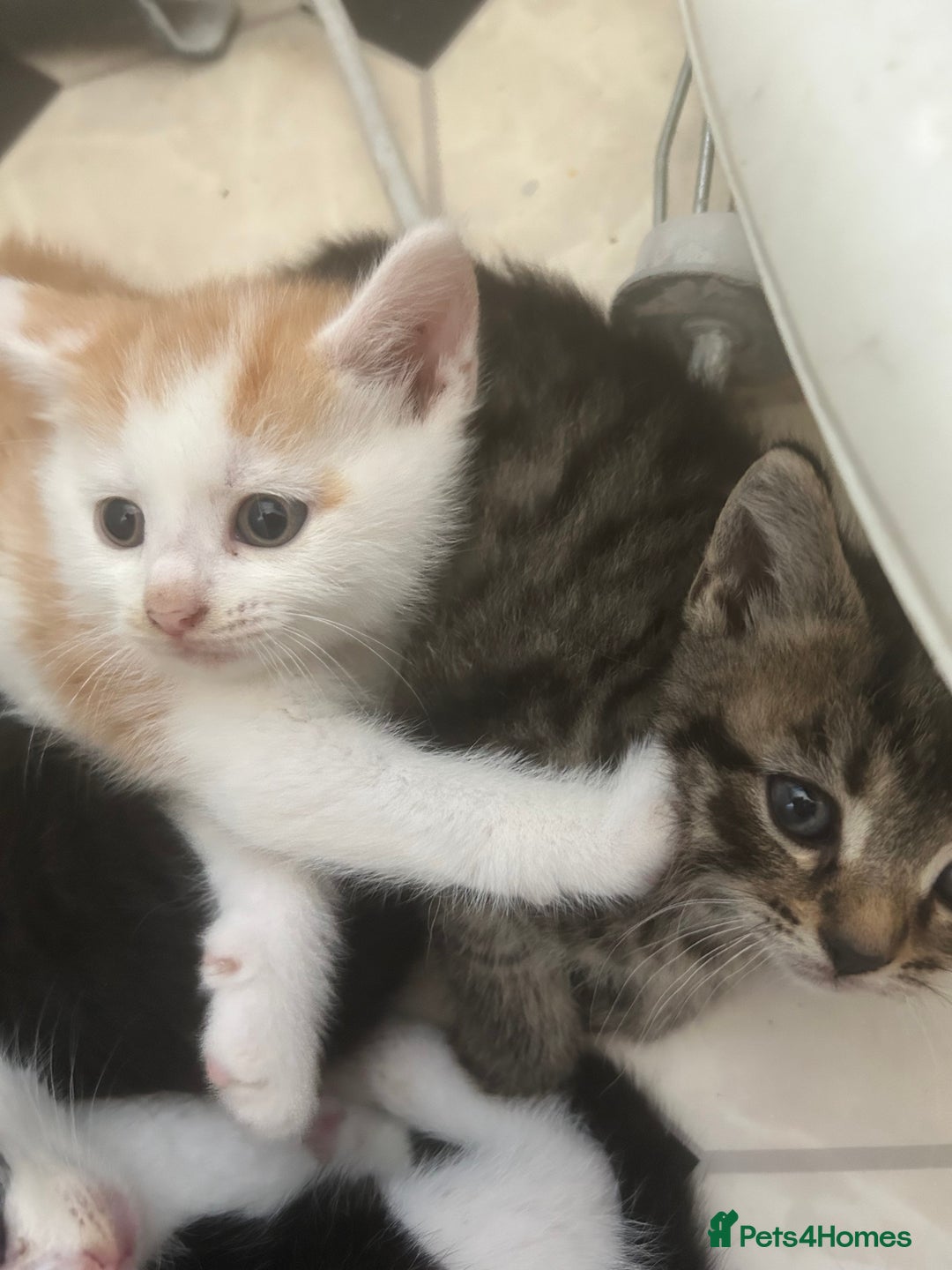 Mixed Breed cats for sale: Two male and three female kittens - Image 6