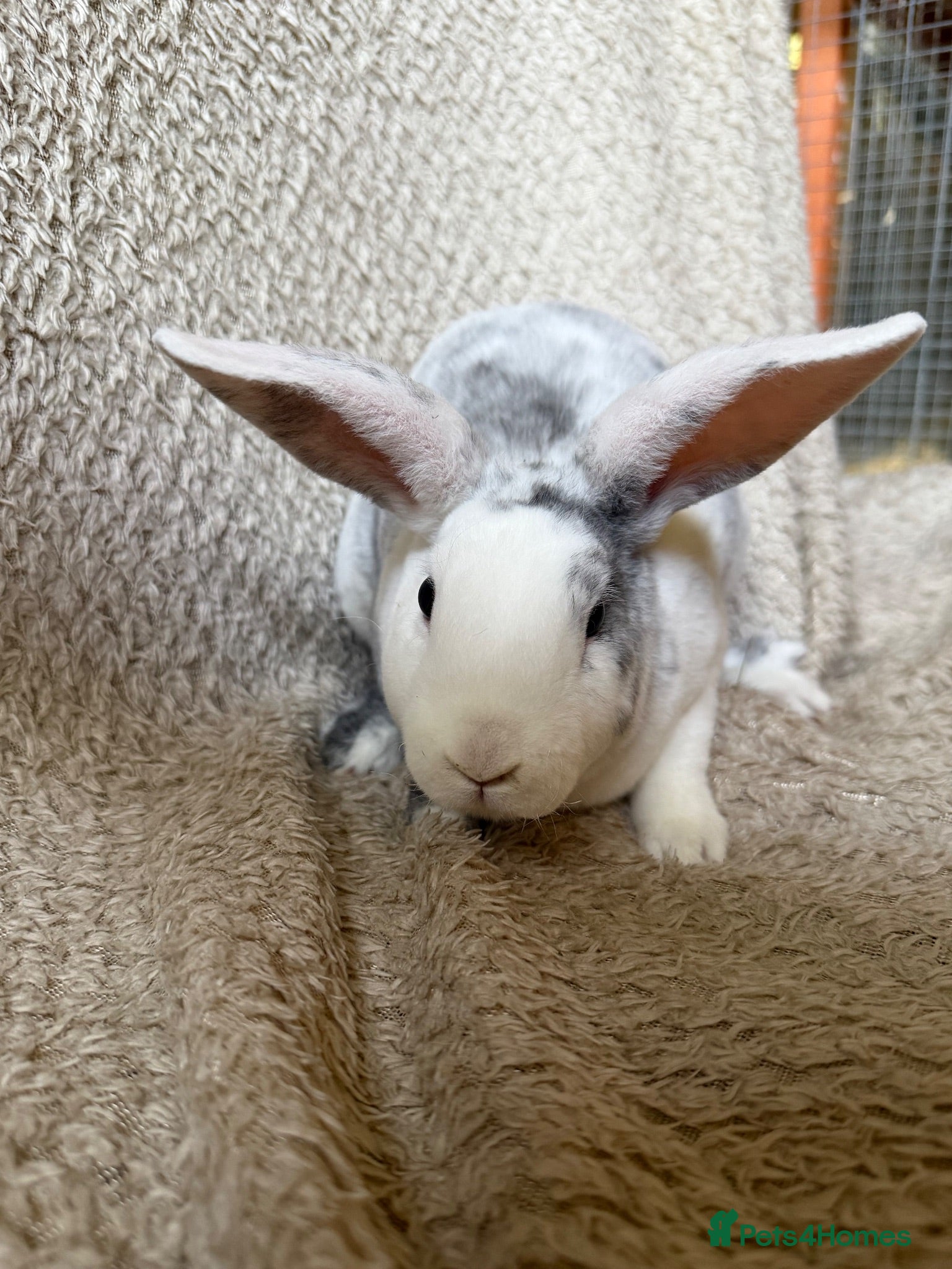 Rex rabbits Last one! Lovely mini Rex boy  - Advert 1