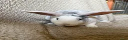 Rex rabbits for sale: Last one! Lovely mini Rex boy  - Advert 1